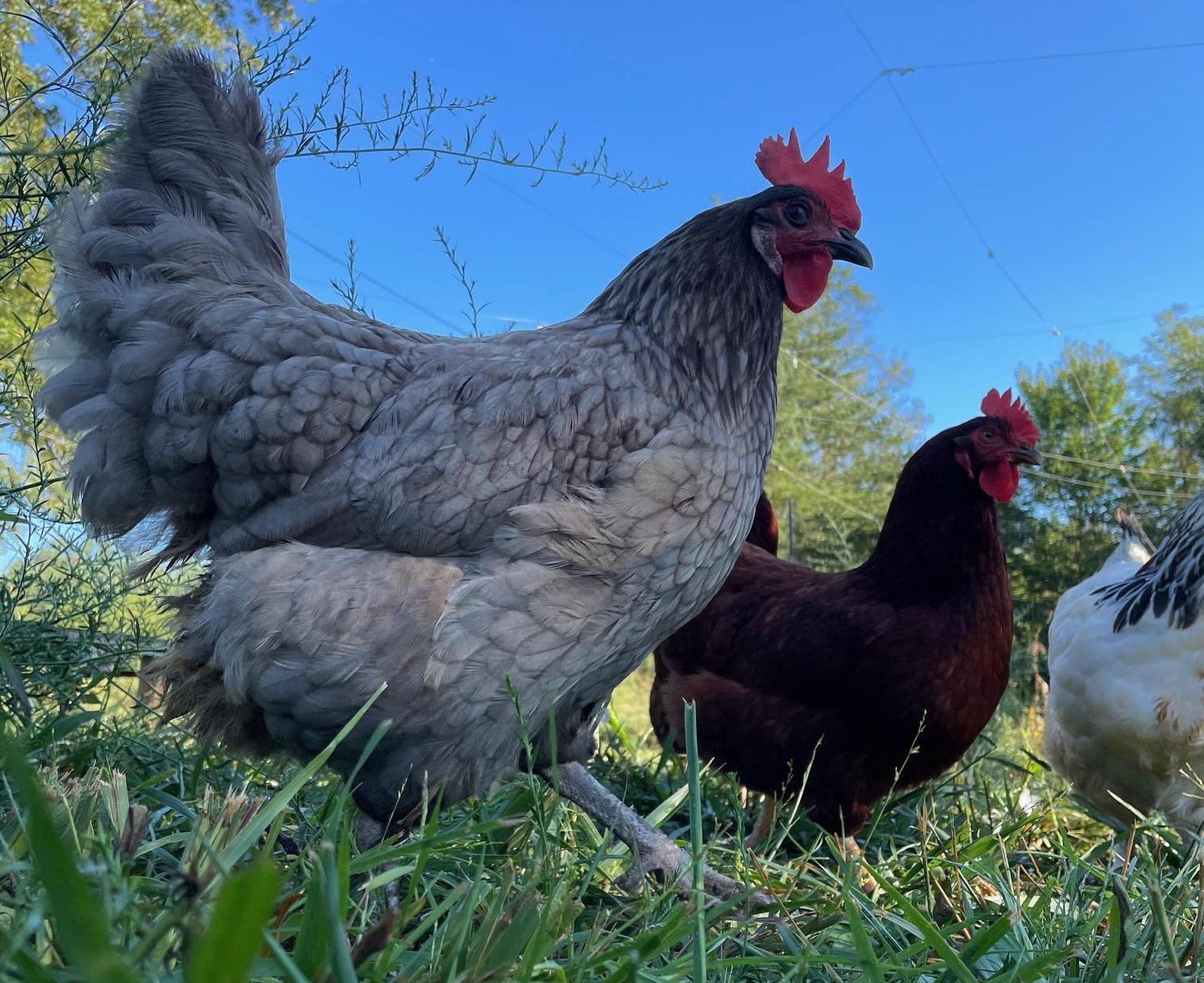 Two chickens, one grey and one brown